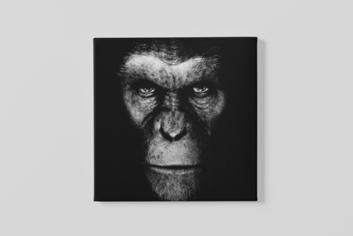 OEFE 1132 gorilla canvas schilderij